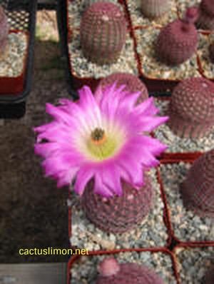 Echinocereus Rubispinus Cactus Plant