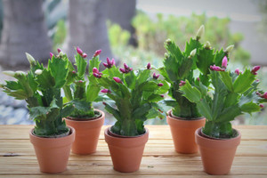 Christ Cactus in Terracotta pots