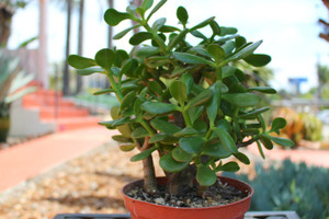 California Jade Succulent Plant