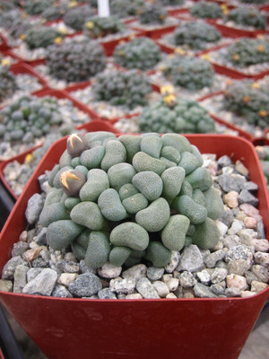 Aloinopsis Schooneesii Suculent Plant
