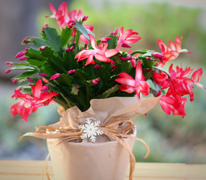 Farm Fresh Blooming Christmas Cactus Plant