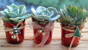 holiday decorated potted rosettes