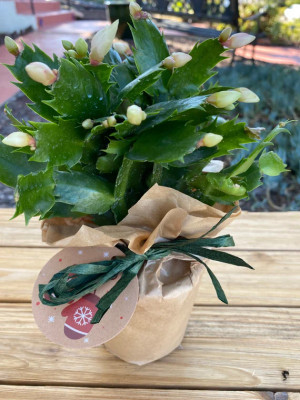 White Deluxe Christmas Cactus plant