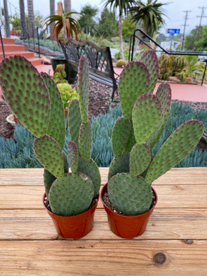 Opuntia Goseliana Opuntia Goseliana