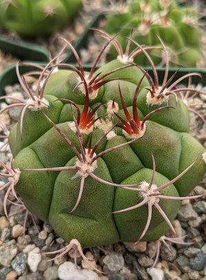 Gymnocalycium Pflanzii Marquezii Cactus Plant