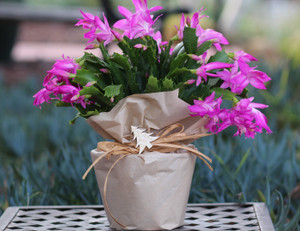 Christmas Cactus PINK Schlumbergera Blooming Gift Plant + FREE SHIPPING