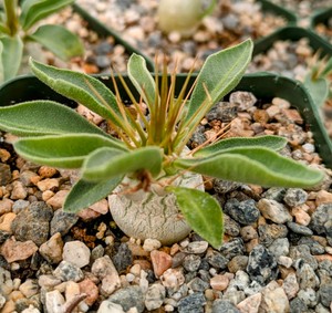 Pachypodium Namaquanum Succulent Plant Pachypodium Namaquanum Succulent Plant