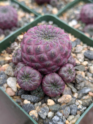 Sulcorebutia Rauschii Violacidermis Cactus Plant Sulcorebutia Rauschii Violacidermis Cactus Plant