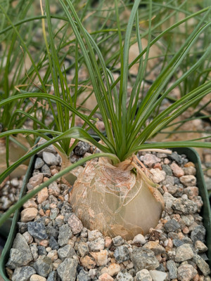 Albuca plant for sale Albuca plant for sale