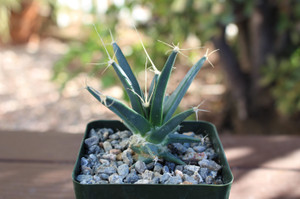 Leuchtenbergia Principis Plant