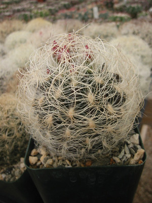 Neoporteria Senilis Cactus Plant