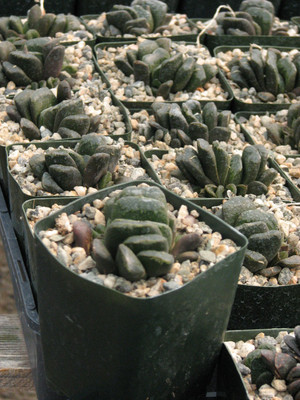 Haworthia Truncata Succulent Plant