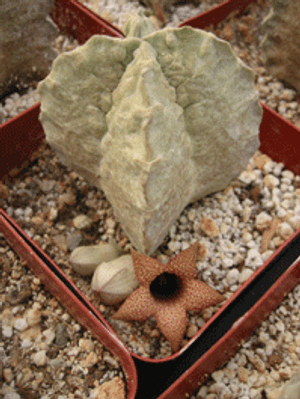 Whitesloanea Crassa Plant