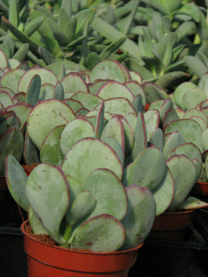 Crassula Arborescens Silver Dollar Plant