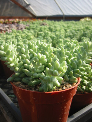 Sedum Donkey Tail Succulent Plant