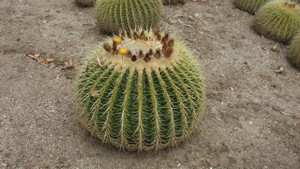 Grusonii Large Barrel Cactus