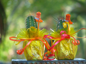 mini cactus party favor tex-mex