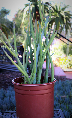 Seneccio Anteuphorbium Large Succulent Plant