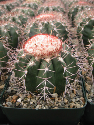 Melocactus Violaceus Cactus Plant
