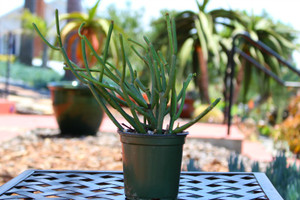 Euphorbia Tirucalli Green small Succulent Plant