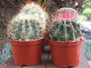 Two Oversized Cactus Plants