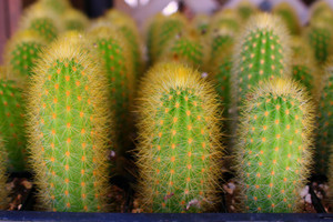 Cleistocactus mini Cactus Plant Special