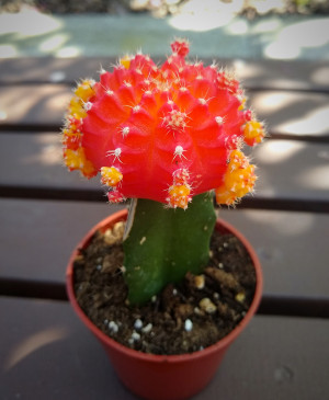 Grafted multi color moon cactus