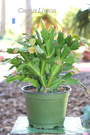 Christmas cactus  Plant