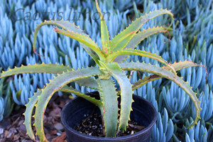 Aloe Spinossisima Medium Succulent Plant SALE
