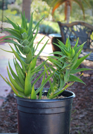 Aloe Ciliaris Large Succulent Plant