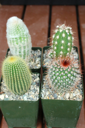 Mixed Cactus Collection