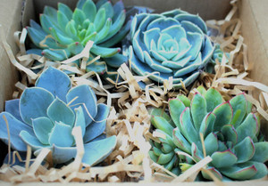 Farm Fresh Boxed Mini Rosette Succulent Collection