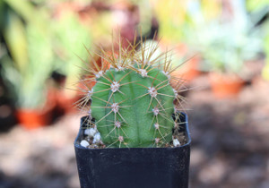 Tertscheckii Fat boy Cactus Plant