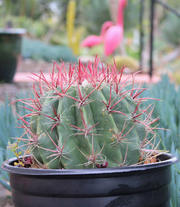 Ferrocactus large cactus Plant