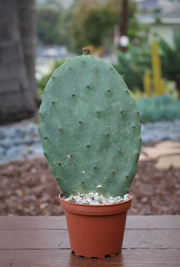Opuntia Prickley Pear Cactus Plant