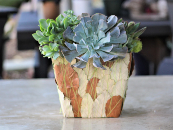 Succulent Arrangement, Live succulents decorated leaf container Planter, Holiday Gift, Tabletop decor, Housewarming Gift