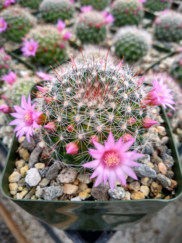 Mammillaria Zeilmanniana Cactus Plant