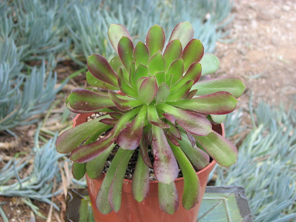 Aeonium Purpuratrum Succulent Plant