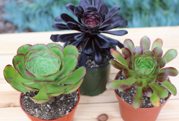 Aeonium  Set of three Succulent Plant
