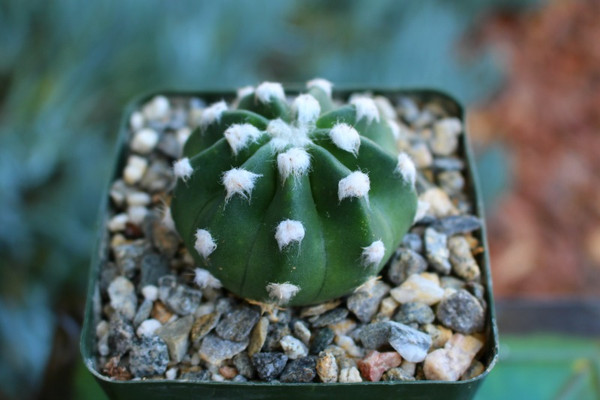 Echinopsis Fuzzy Cactus Plant