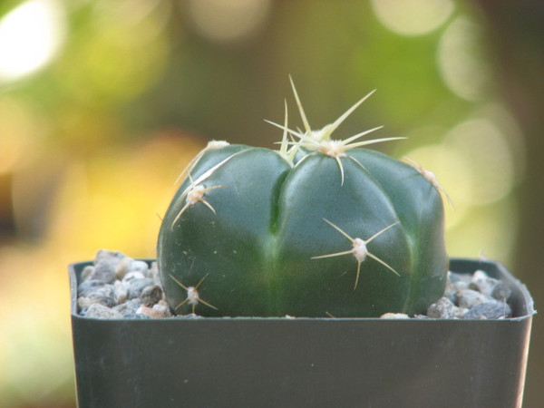 Gymnocalycium Horstii Cactus Plant
