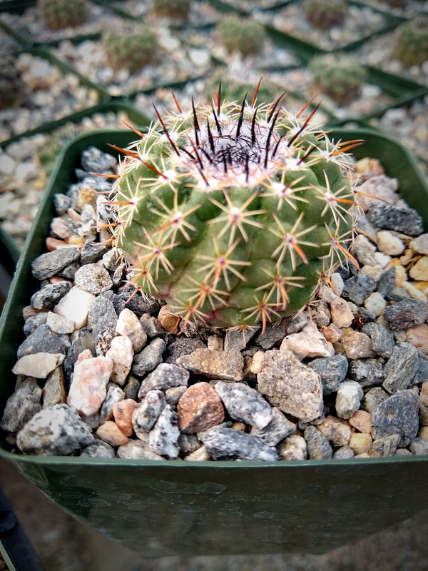 Parodia Occulta Cactus Plant