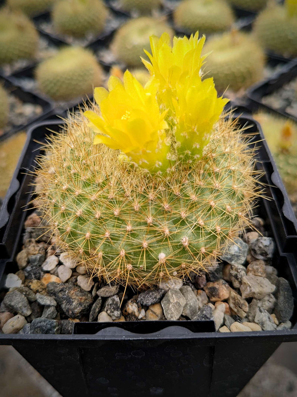 Notocactus Graessneri Flaviflorus Cactus Plant
