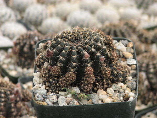 Lobivia Arachnacantha Cactus Plant