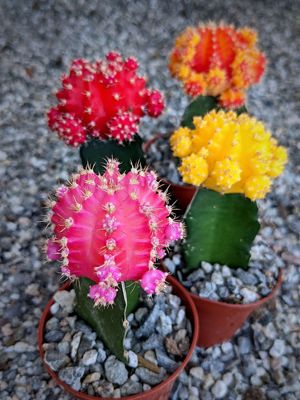 Collection of four different moon cactus plants