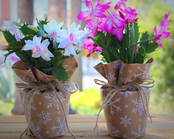 Deluxe Christmas Cactus