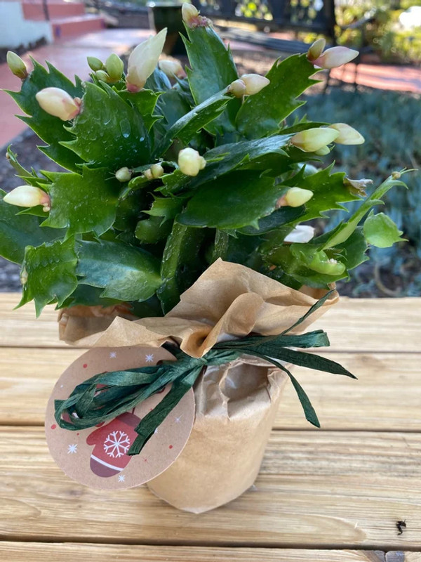 White Deluxe Christmas Cactus plant