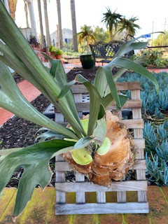 Staghorn Fern Platycerium Plant