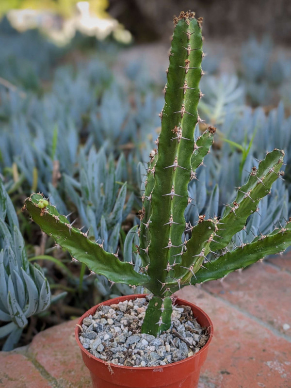 Euphorbia Acurensis