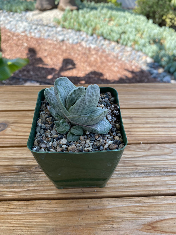 Gasteria Sakura